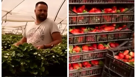 Români în Spania. Călin a dezvoltat o afacere profitabilă în agricultură şi acum câştigă zeci de mii de euro, cu cinci angajaţi din Maroc