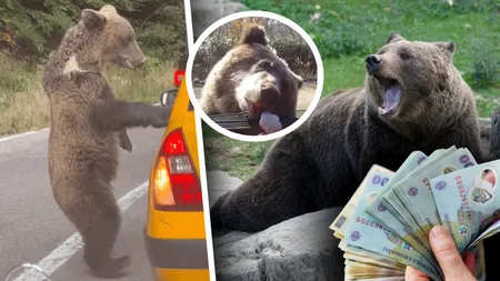 Se schimbă legea pentru turiștii care hrănesc urșii. Anunțul aspru al ministrei Mediului după tragedia de pe Transfăgărășan