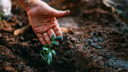 Care sunt cele mai profitabile culturi în agricultura românească