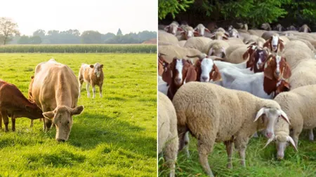 Avansurile APIA pentru subvențiile la bovine, ovine și caprine. Care sunt primele plăți pe cap de animal?