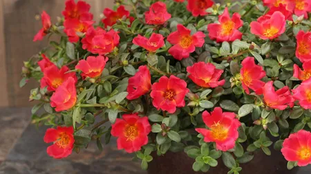 Ce e Portulaca și ce beneficii are pentru sănătate. În alte țări e folosită foarte des