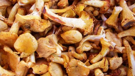 Cât costă 1 kilogram de hribi românești într-un supermarket din Italia. Prețul a stârnit controverse: Nu vă mai plângeți