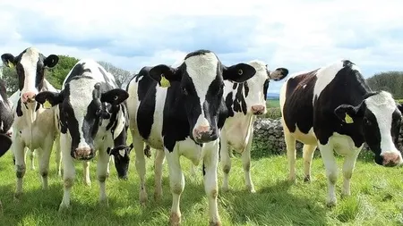 Parteneriat de 30 de milioane de euro pentru producerea de biometan la cea mai mare fermă de vaci din România