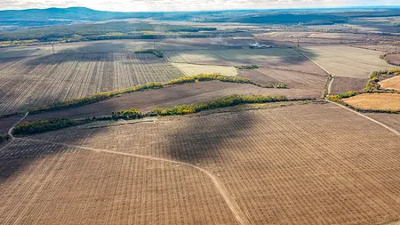 Alunele cultivate în România ar putea ajunge în Nutella. Planul unui antreprenor local de a avea 1.000 de hectare de aluni