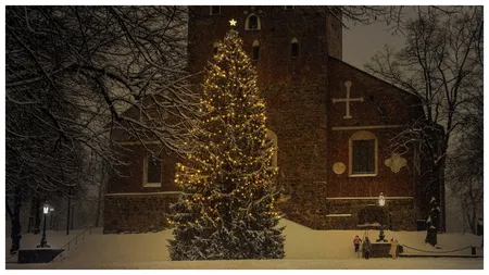 Romsilva scoate la vânzare mult mai puțini brazi de Crăciun, față de anul trecut