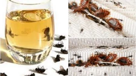 3 produse ieftine care te scapă definitiv de ploșnițe. Se găsesc la orice magazin