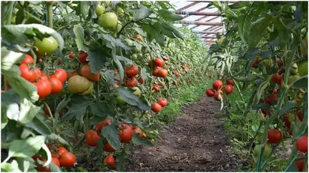 Programul Tomata 2025. Cum vor fi susținuți fermierii în următorul an