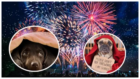Artificiile de Revelion, un adevărat pericol pentru animale. Cum să le protejăm de zgomotele puternice