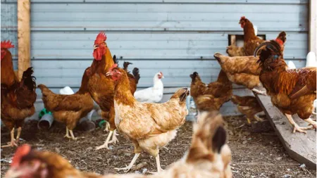 Câte găini poți crește în curte. Un bărbat din Oradea, amendat, după ce a depășit numărul