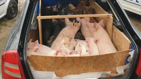 Amenzi de 40.000 de lei pentru porcii care zboară din gospodării fără autorizaţie veterinară