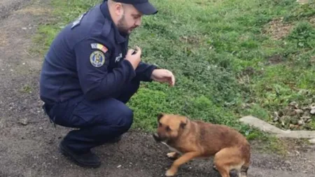 Ce amendă a primit un bărbat care și-a abandonat câinele pe marginea drumului