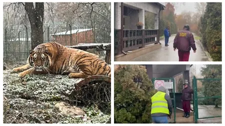 Angajat ucis de tigru la Grădina Zoologică Pitești