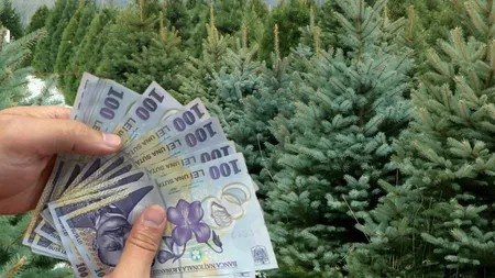 Cât costă brazii naturali și artificiali de Crăciun în 2024