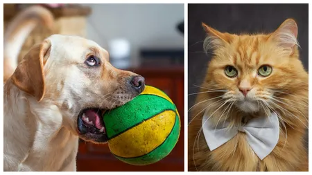 Cum își răsfață românii animalele de companie. Pe ce au plătit peste 5,4 miliarde de lei anul acesta