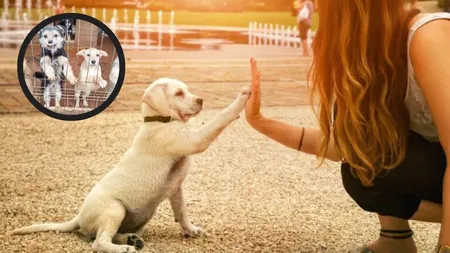 Lege istorică pentru câinii fără stăpân! România interzice abandonul. Decizia care schimbă totul, votată azi!