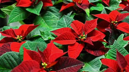 Crăciunița, planta vedetă de Sărbătorile de iarnă. Ingredientul care o menține înflorită și sănătoasă