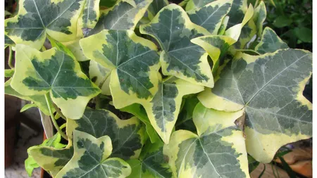 Florile pe care le poți ține afară toată ierna. Rezistă fără probleme la temperaturile scăzute