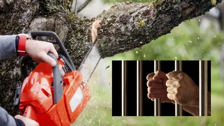 Bărbat condamnat la închisoare pentru furtul a 3 copaci! Pedeapsa a stârnit valuri de controverse