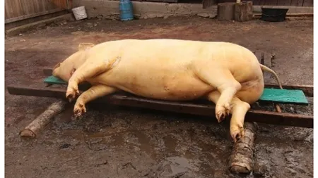 Românii care sacrifică porcul în curte riscă amenzi de 12.000 de lei. Este lege pentru toți!