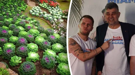 În orașul lui Ciolacu, în parcuri și în spațiile verzi, s-a plantat varză în loc de flori: „Rezistă la frig până în luna martie”