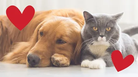 Amendă uriașă pentru românii care își abandonează animalele de companie! Noua sancțiune șochează!