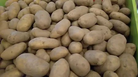 Producție scăzută de cartofi în România. Fermierii anunță cea mai mică recoltă din 2015 încoace