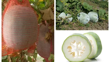 Fructul miraculos care rezistă un an de zile, fără sa-l ținem la rece. Este bogat în antioxidanți și face minuni pentru organism