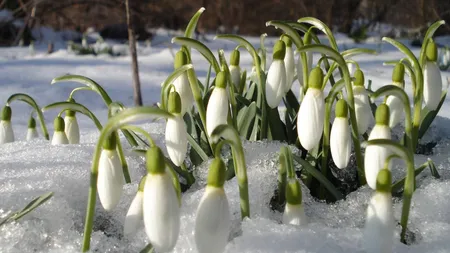 Ghioceii înfloresc în ianuarie. Semnalul de alarmă tras de specialiști: Este o specie ameninţată de schimbările climatice