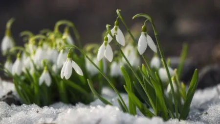 Cum să cultivi ghiocei ca să te bucuri de primăvară încă din primele zile