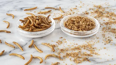 Proteste ale conservatorilor în Parlamentul European după ce Comisia a aprobat consumul făinii de larve