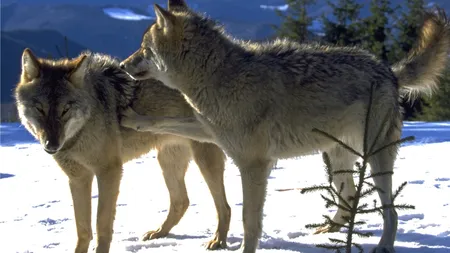 Începe vânătoarea de lupi! Cine a decis asta și cum reacționează militanții pentru protecția animalelor