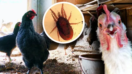 Găini sănătoase în cotețe fără păduchi! Amestecul natural care te scapă de dăunătorii ouătoarelor