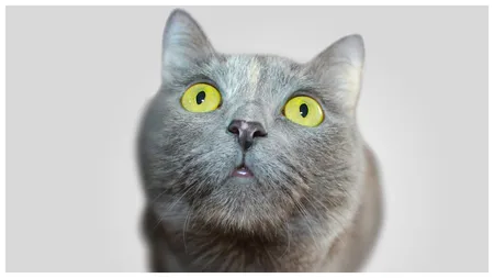 Meseria de veterinar este profesia cea mai căutată în 2025. Ce o face atât de atractivă