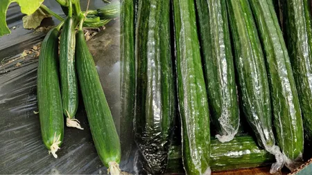 De ce sunt castraveții fabio ambalați în folie de plastic. Secretul pe care puțini români îl știu