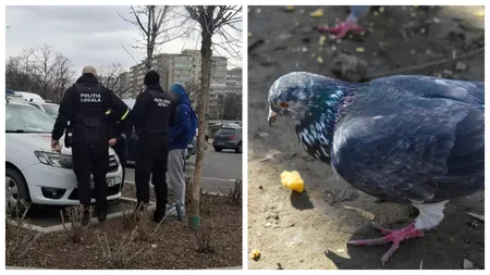 Amendă colosală pentru un bărbat din București care a hrănit porumbeii pe stradă. 6.500 de lei amendă, fără să stăm la discuții!