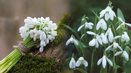 Cum se înmulțesc ghioceii. Trucul pe care bunicile noastre îl foloseau pentru a avea flori multe și rezistente