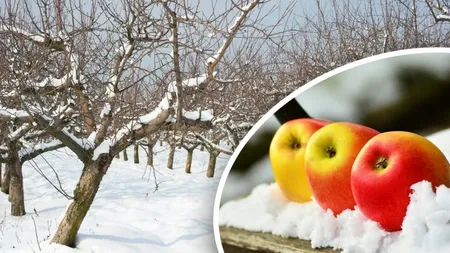 Ce trebuie să faci în grădină până la sfârșitul lunii februarie. Doar așa te vei bucura de recolte bogate