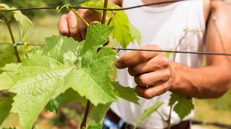 Câți bani face pe zi un român la vie, în Spania. Suma este incredibilă: „Nu cred că mai ia cineva atât de mult”
