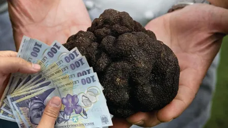 Trufele, mai scumpe decât aurul! Prețul delicatesei de lux a explodat în România. Suma incredibilă pentru un kilogram