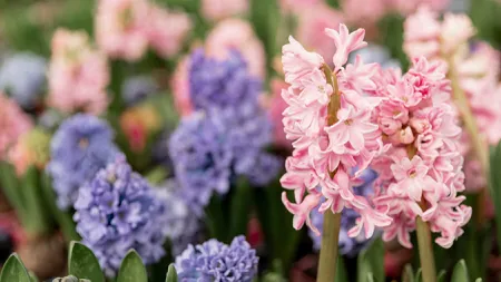 Cum se înmulțesc zambilele în grădină. Metoda simplă pentru cele mai frumoase flori