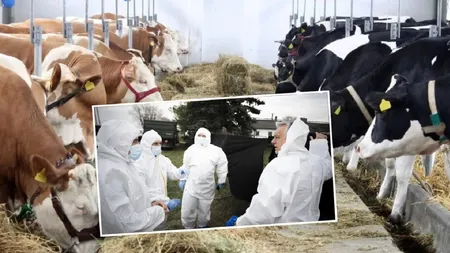 Transporturile de animale vii, furaje și compost din Ungaria au fost interzise de autoritățile din România. Restricții și în ceea ce privește carnea și lactatele