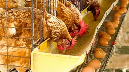 Ouăle din România au umplut rafturile supermarketurilor din Polonia. Fermierii polonezi se revoltă