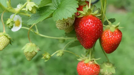 Cum se îngrijesc corect căpșunile. Secretul grădinarilor cu experiență pentru fructe mari, zemoase și delicioase