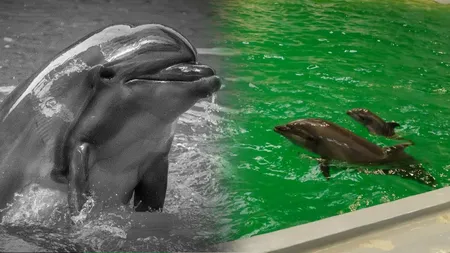 Vestea tristă a zilei. Chen Chen, vedeta Delfinariului din Constanța, a murit