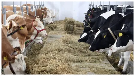 Ajutoare de stat pentru fermieri. Câți bani primesc crescătorii de animale în 2025