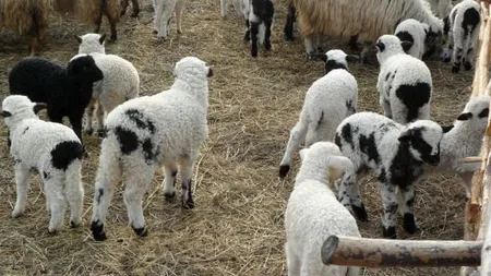 Lovitură pentru români înainte de Paște. Carnea de miel ar putea fi o raritate în magazine și târguri