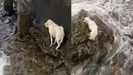 Moment de groază pentru un cățel blocat pe stânci în timp de furtună. Pompierii au acționat de urgență