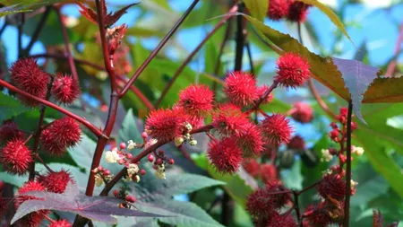 Planta care-i îmbogățește pe agricultorii români. Poate genera profituri de până la 30.000 de euro/hectar