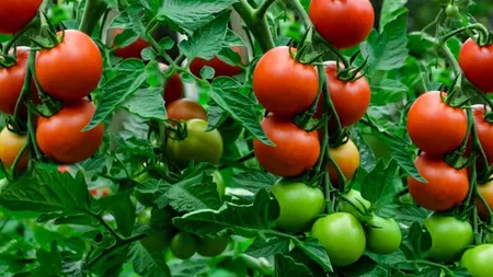 Programul Tomata 2025. Când încep înscrierile și care va fi cuantumul ajutorului