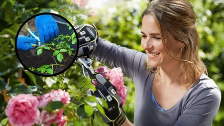 Secretul grădinarilor pricepuți! Ce trebuie să pui la rădăcina trandafirilor pentru flori spectaculoase